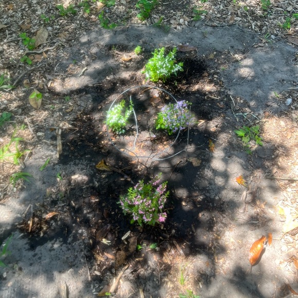 It’s been 1 year Farewell My Love, my best friend of 20yr s - Picture 9 of 9